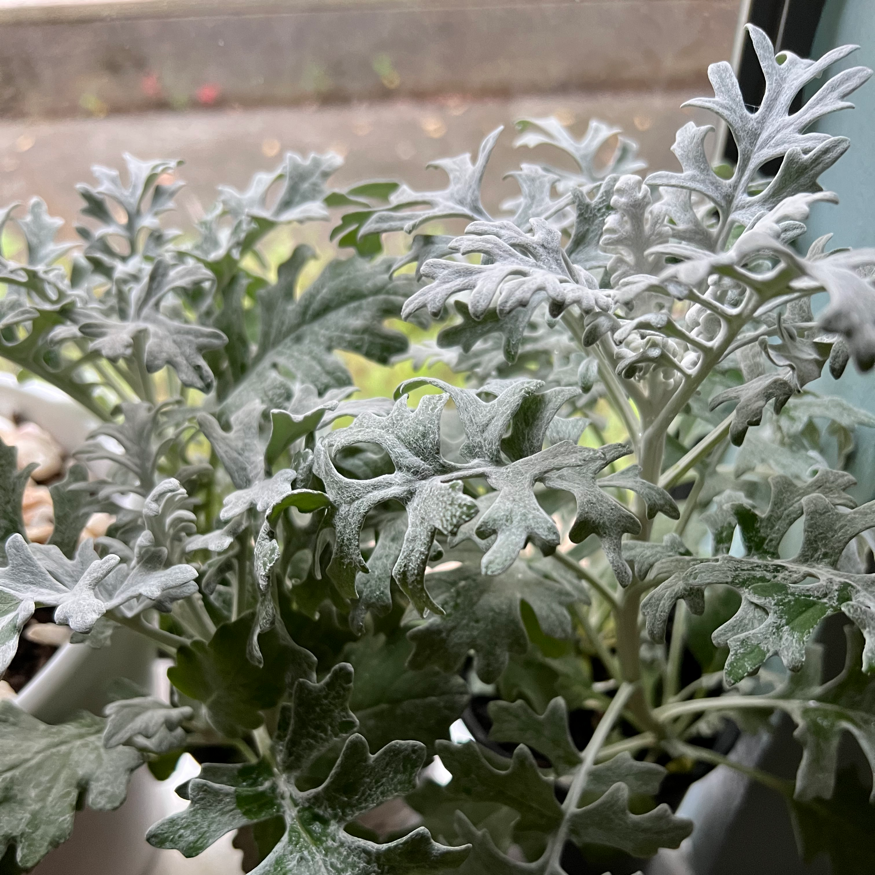 Silver Ragwort plant with silvery, lobed leaves near a window.