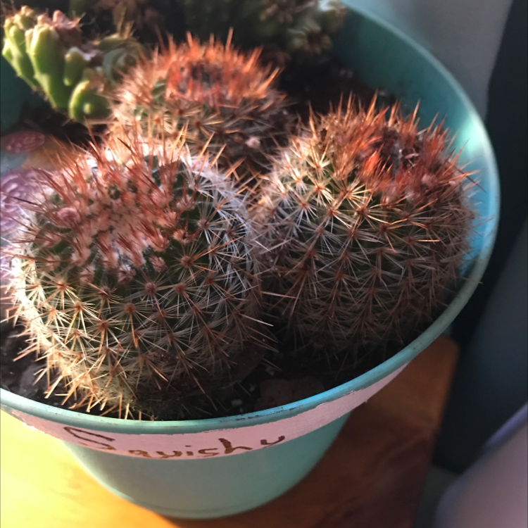 Healthy Lace Hedgehog Cactus with reddish-brown hair-like spines, planted in a teal ceramic pot against a colorful background.