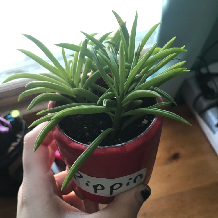 Photo of the plant species Pincushion Peperomia by @GracieGrace named Pippin on Greg, the plant care app