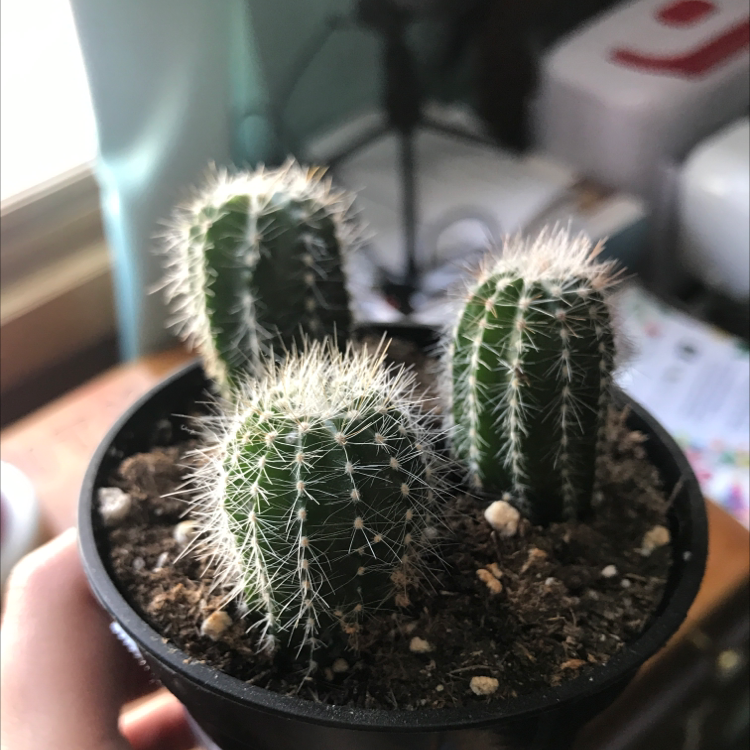 Photo of the plant species Golden Torch by @GracieGrace named Dugtrio on Greg, the plant care app