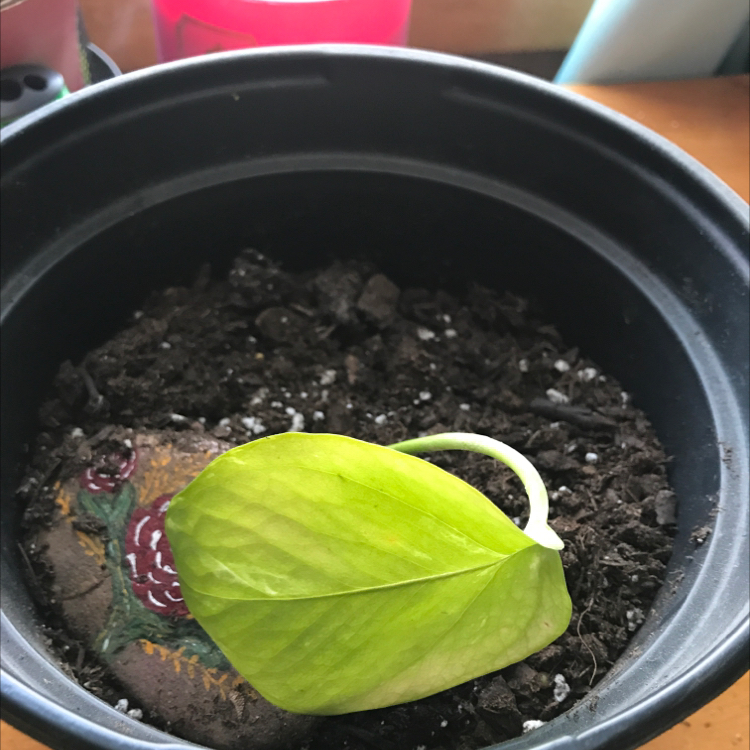 Taro Vine plant photo by @GracieGrace named Patrick on Greg, the plant care app.