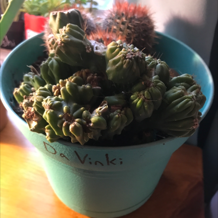 Photo of the plant species Blue Myrtle Cactus by @GracieGrace named Da Vinki on Greg, the plant care app