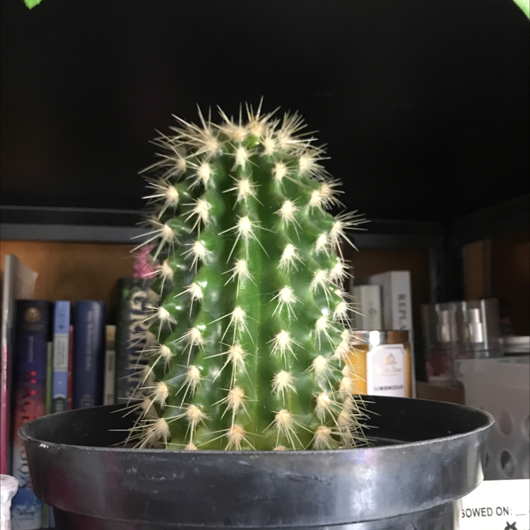 Healthy Golden Torch cactus in a black pot with a background of books.