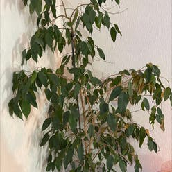 Weeping Fig plant