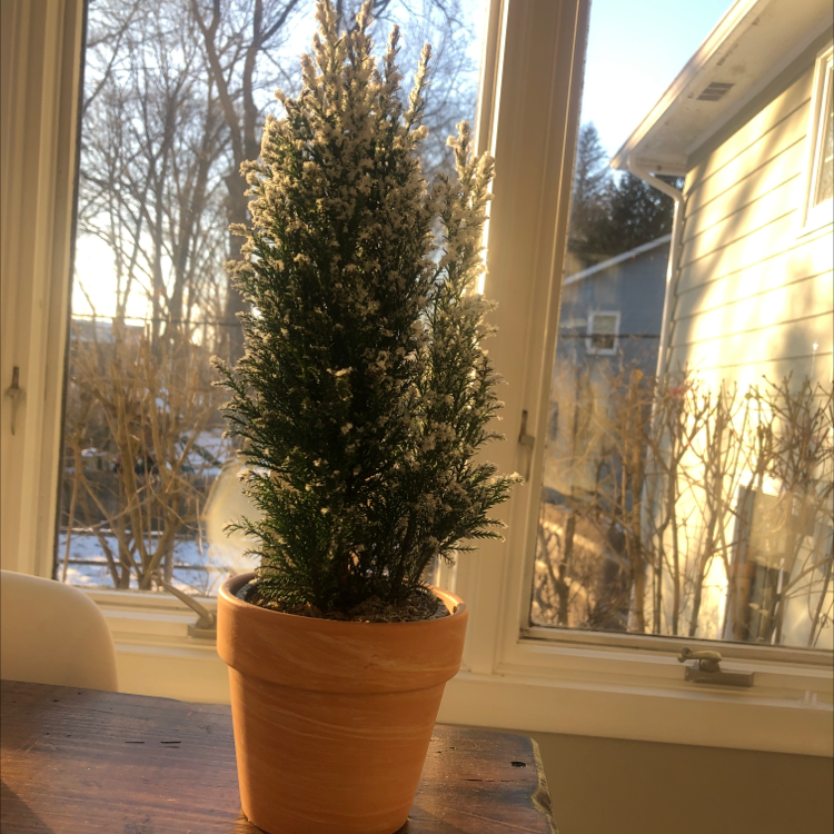European Tree plant photo by @rinasep17 named Your plant on Greg, the plant care app.