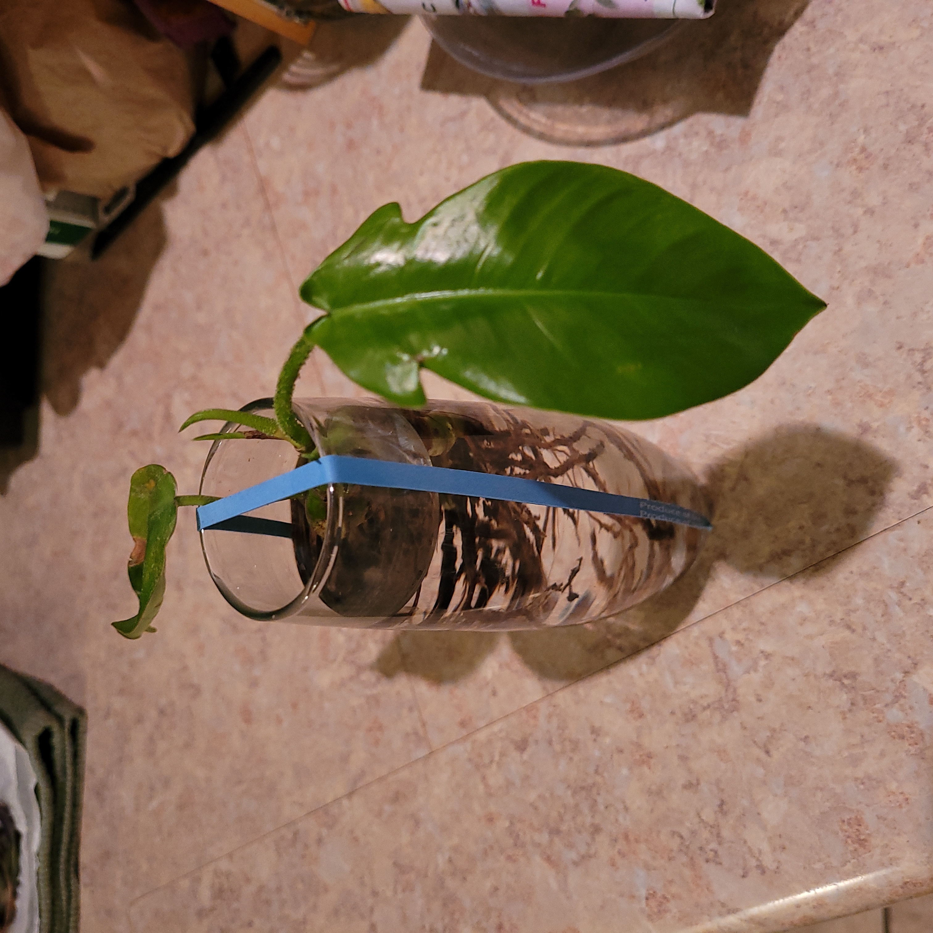 Hairy Philodendron cutting in a glass of water for propagation with healthy green leaves and visible roots.