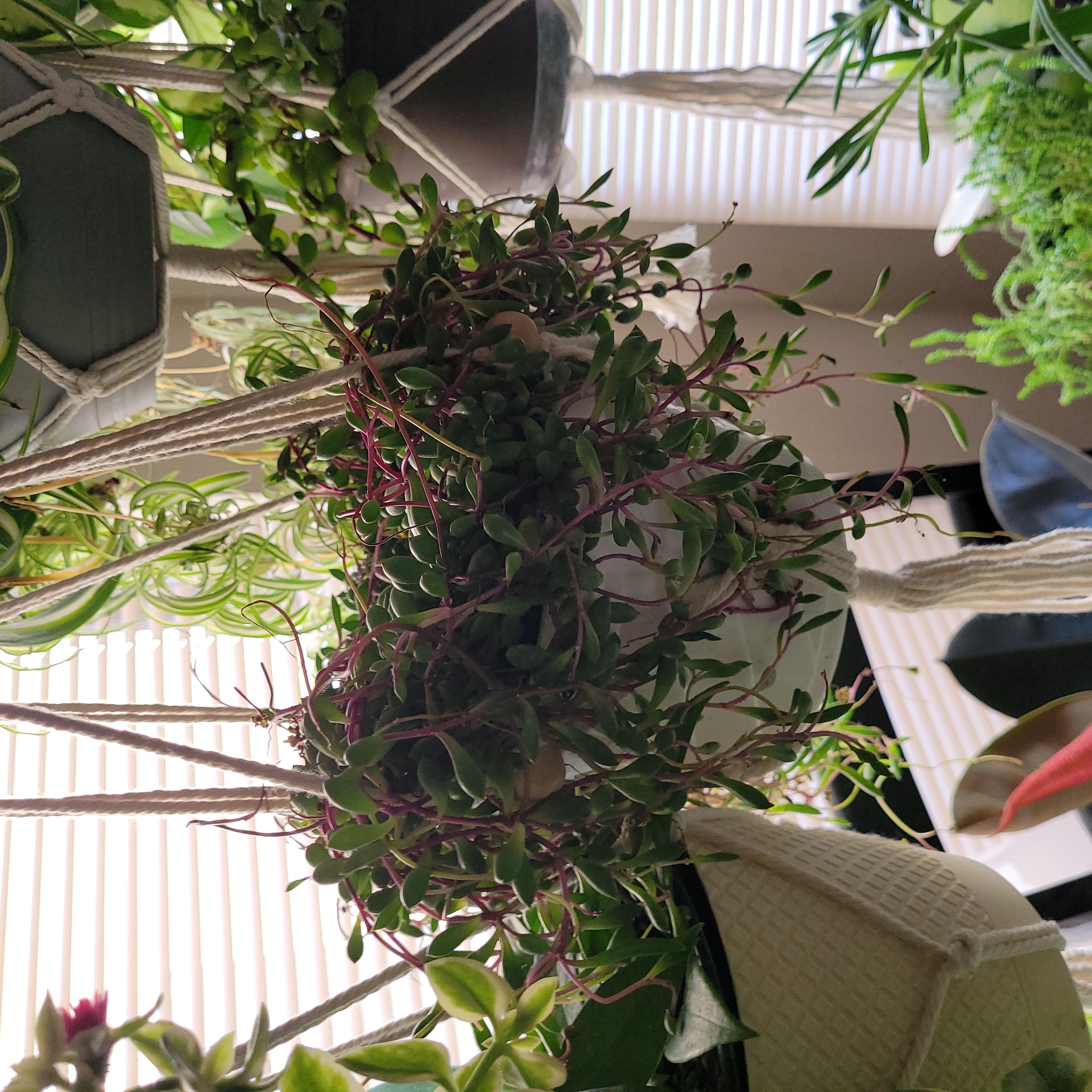 Hanging ruby necklace plant with reddish stems and green leaves in a well-lit indoor setting.