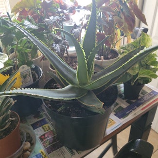 Aloe 'Swordfish' plant in O'Fallon, Illinois