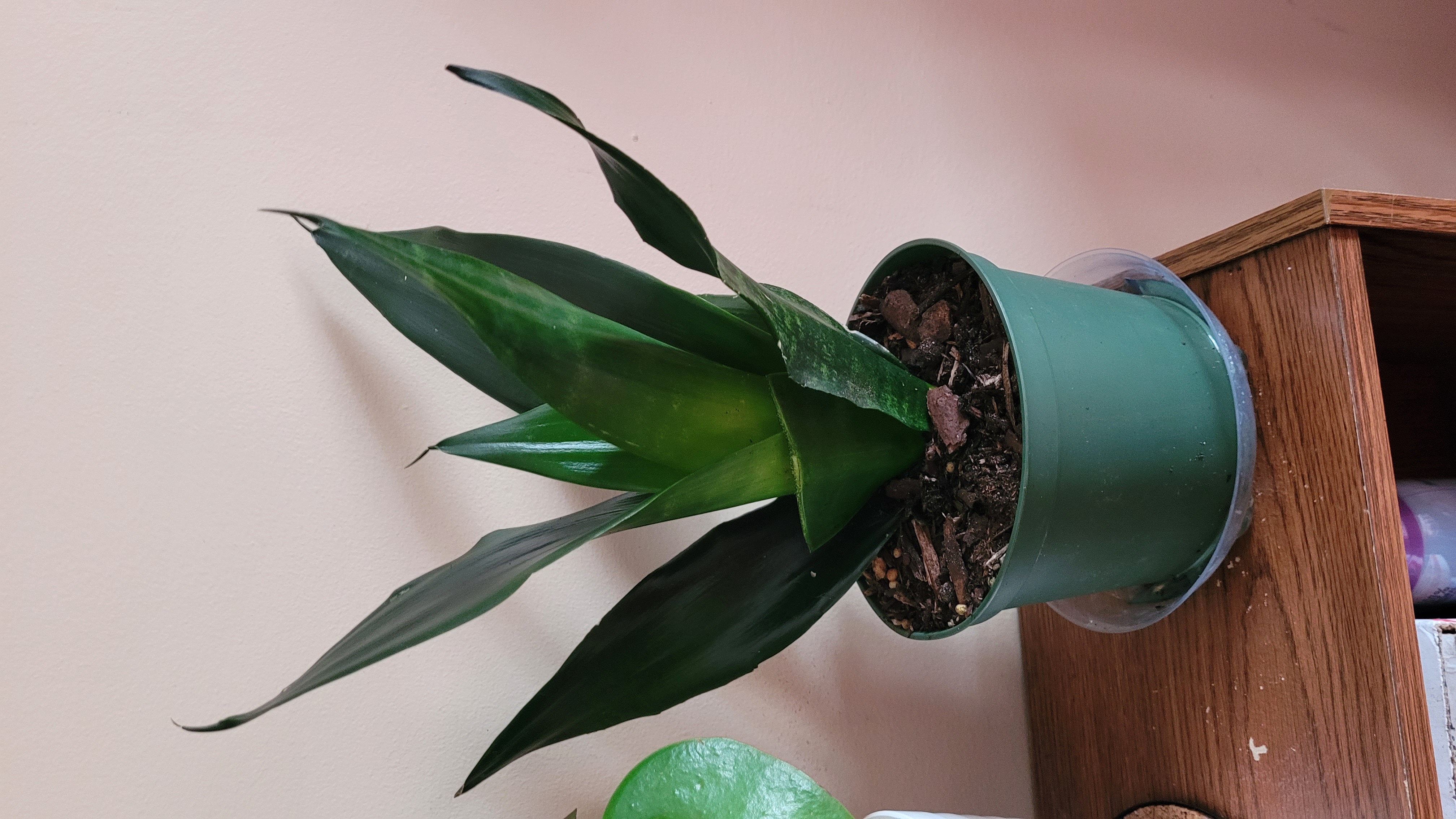 Sansevieria Black Dragon plant in a green pot with dark green leaves.