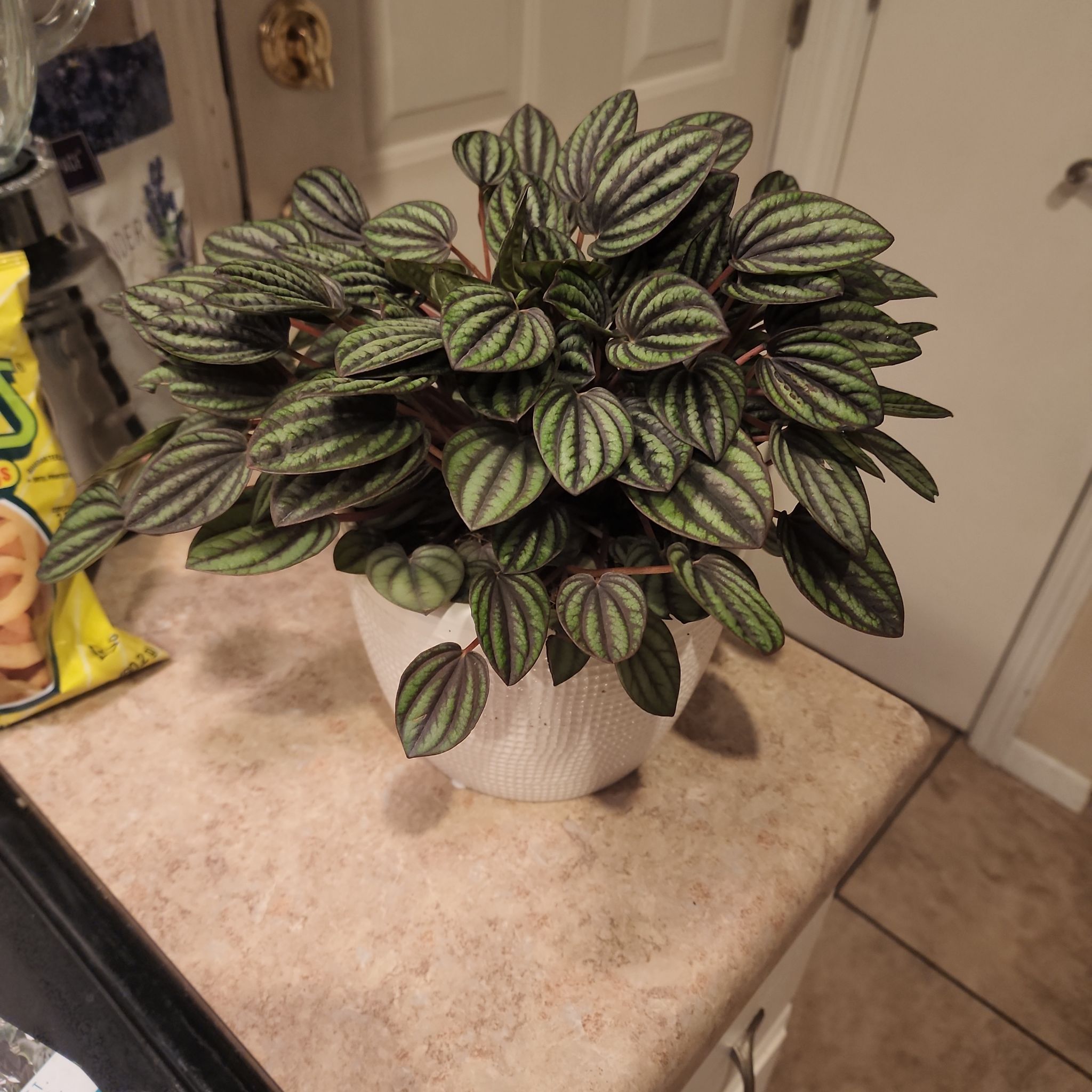 Healthy Piccolo Banda plant in a white pot on a kitchen counter.