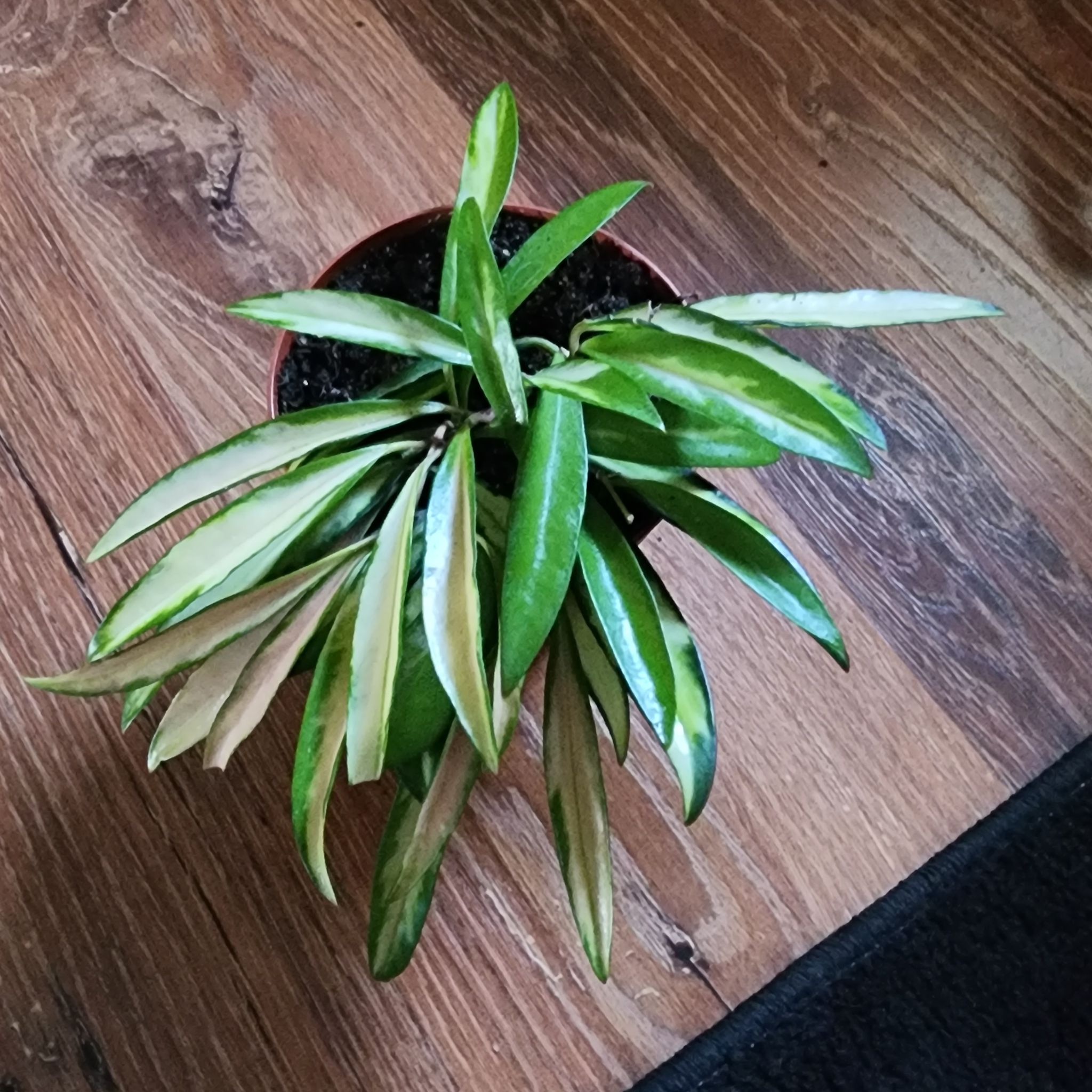 Variegated Hoya wayetii plant in a pot on a wooden surface.
