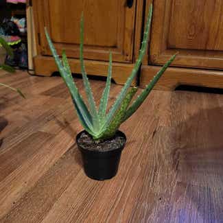 Aloe vera plant in O'Fallon, Illinois