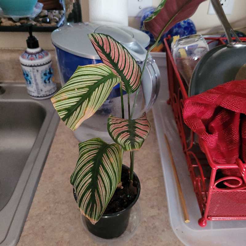 Goeppertia majestica plant with patterned leaves in a pot on a kitchen counter.