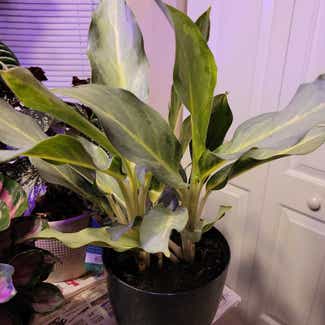 Chinese Evergreen 'Ghost' plant in O'Fallon, Illinois