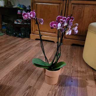 Phalaenopsis Orchid plant in O'Fallon, Illinois