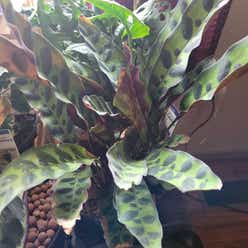 Goeppertia Rattlesnake Plant plant