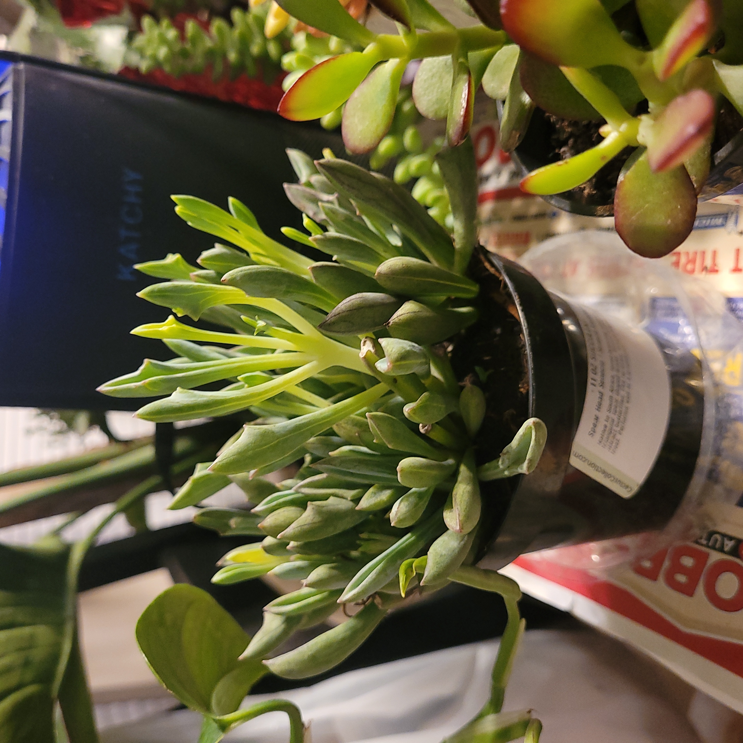 Potted Spear Head Senecio plant with elongated, fleshy leaves. Background includes other plants.