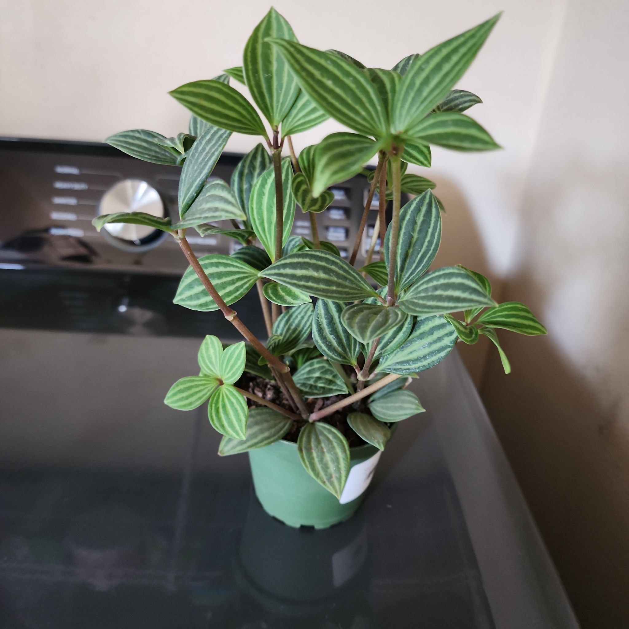 Healthy parallel peperomia plant in a small green pot with vibrant green leaves featuring parallel white stripes.