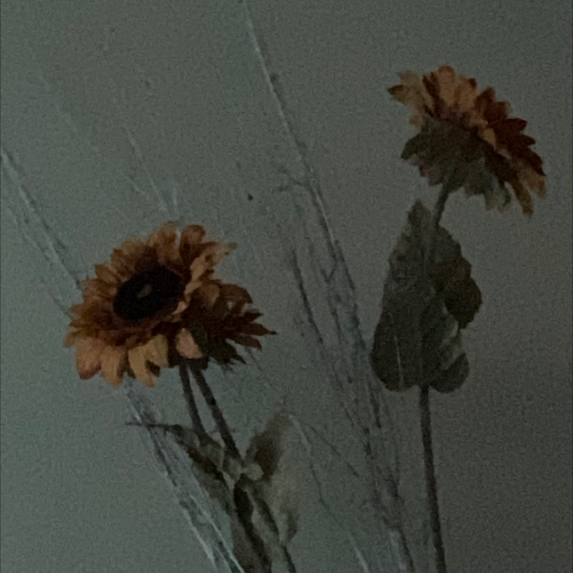 🌻 How And When Should I Cut Back My Common Sunflower?