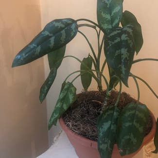 Chinese Evergreen plant in Hot Springs, Arkansas