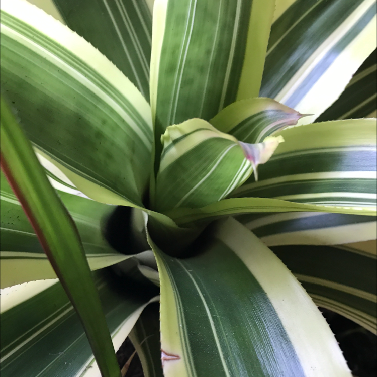 Blushing Bromeliad with variegated green and white leaves, showing some dark spots.