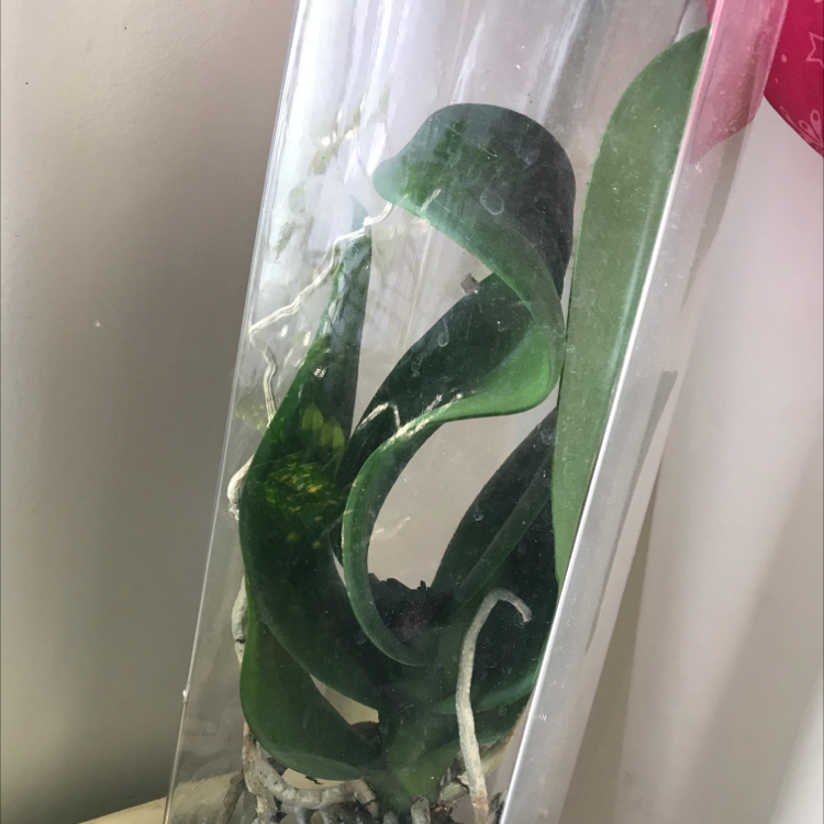 Noble Dendrobium plant in a transparent container with visible roots and healthy green leaves.