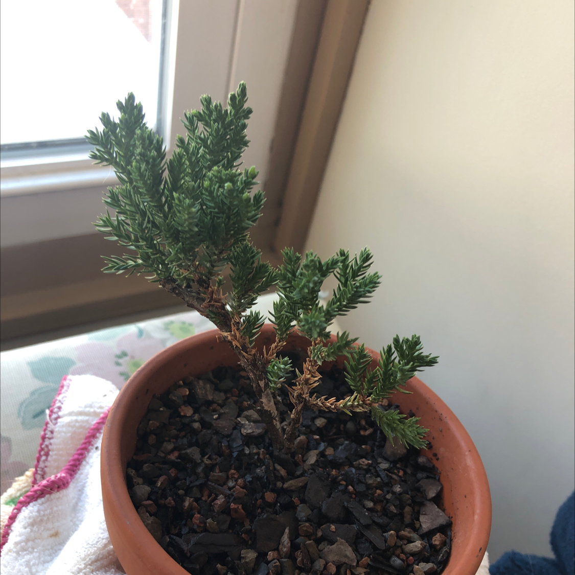 Photo of the plant species Needle Juniper by Heather named Sam on Greg, the plant care app