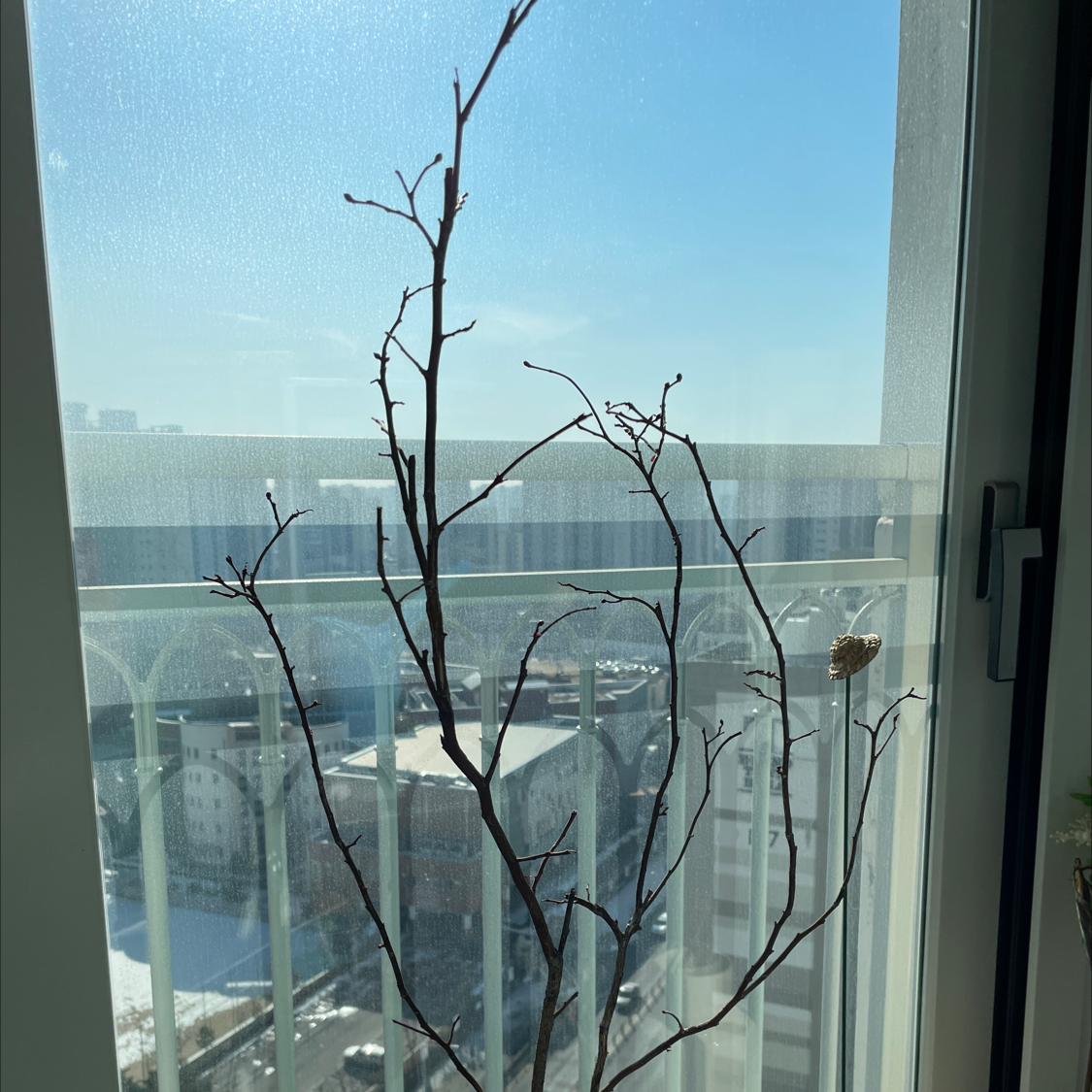 Leafless American Blueberry plant indoors near a window, in a dormant state.