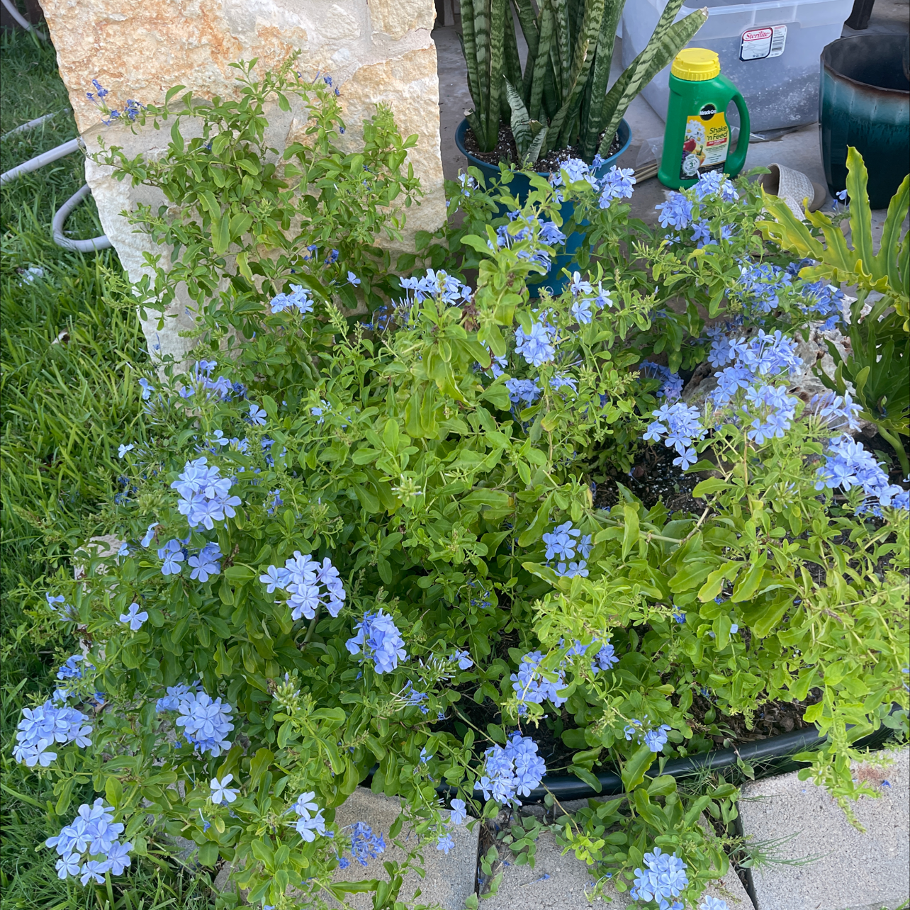 Blue Plumbago plant with numerous blue flowers and green leaves, appearing healthy.