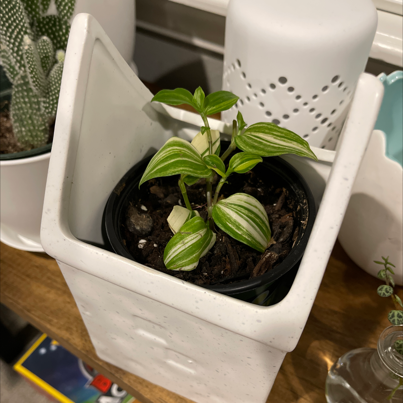 Tradescantia albiflora 'Albovittata' plant in a small pot within a larger decorative container.