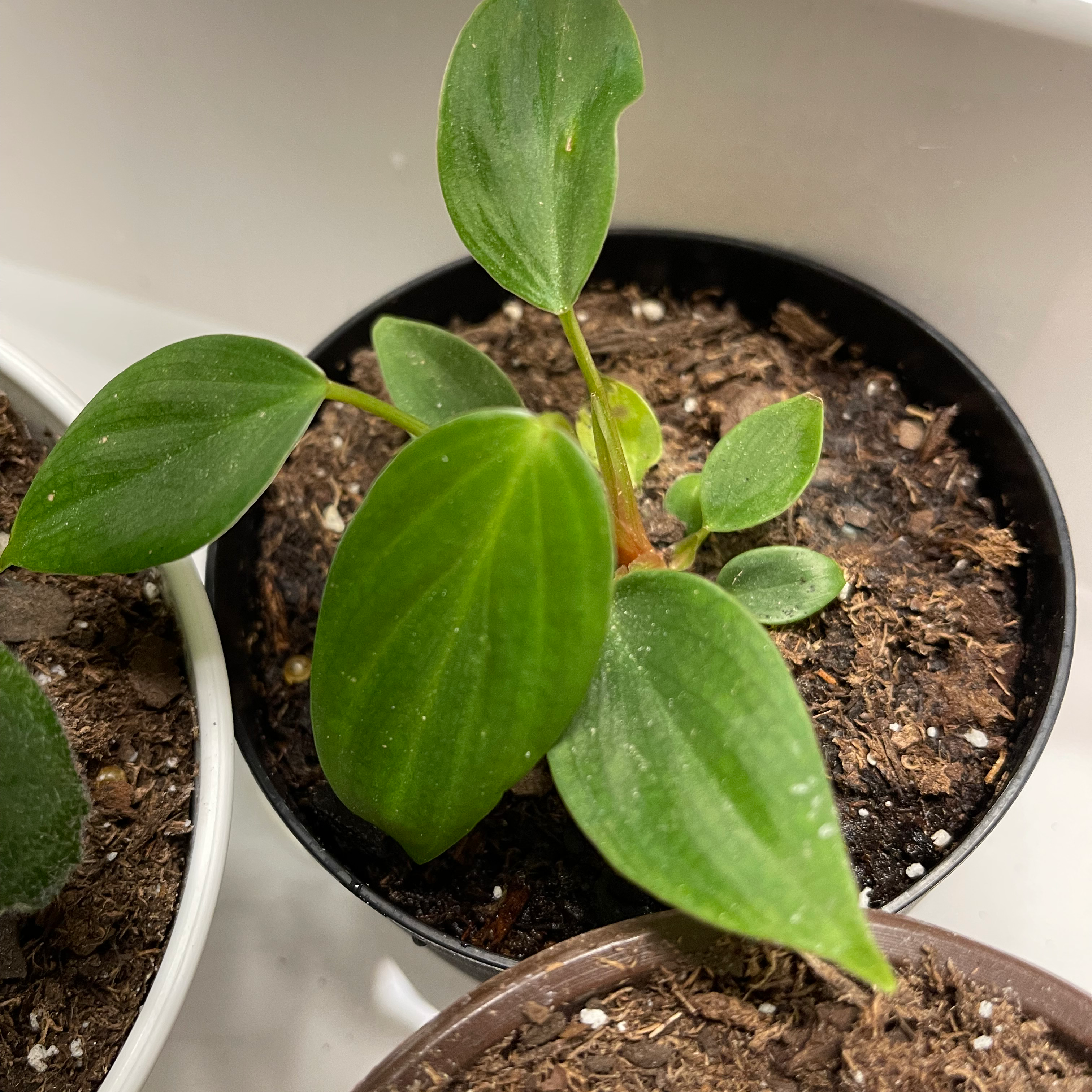Philodendron nangaritense plant in a pot with visible soil and healthy green leaves.