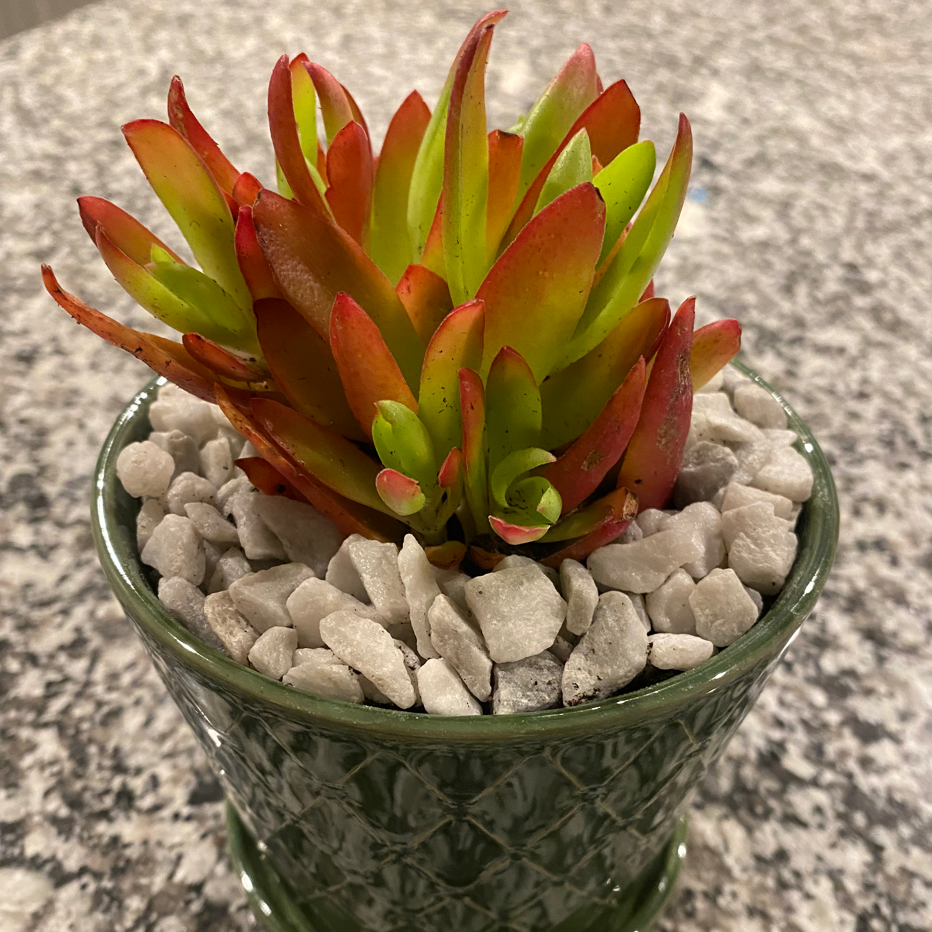Photo of the plant species Crassula capitella 'Campfire' by @alsecretgarden named Apollo on Greg, the plant care app