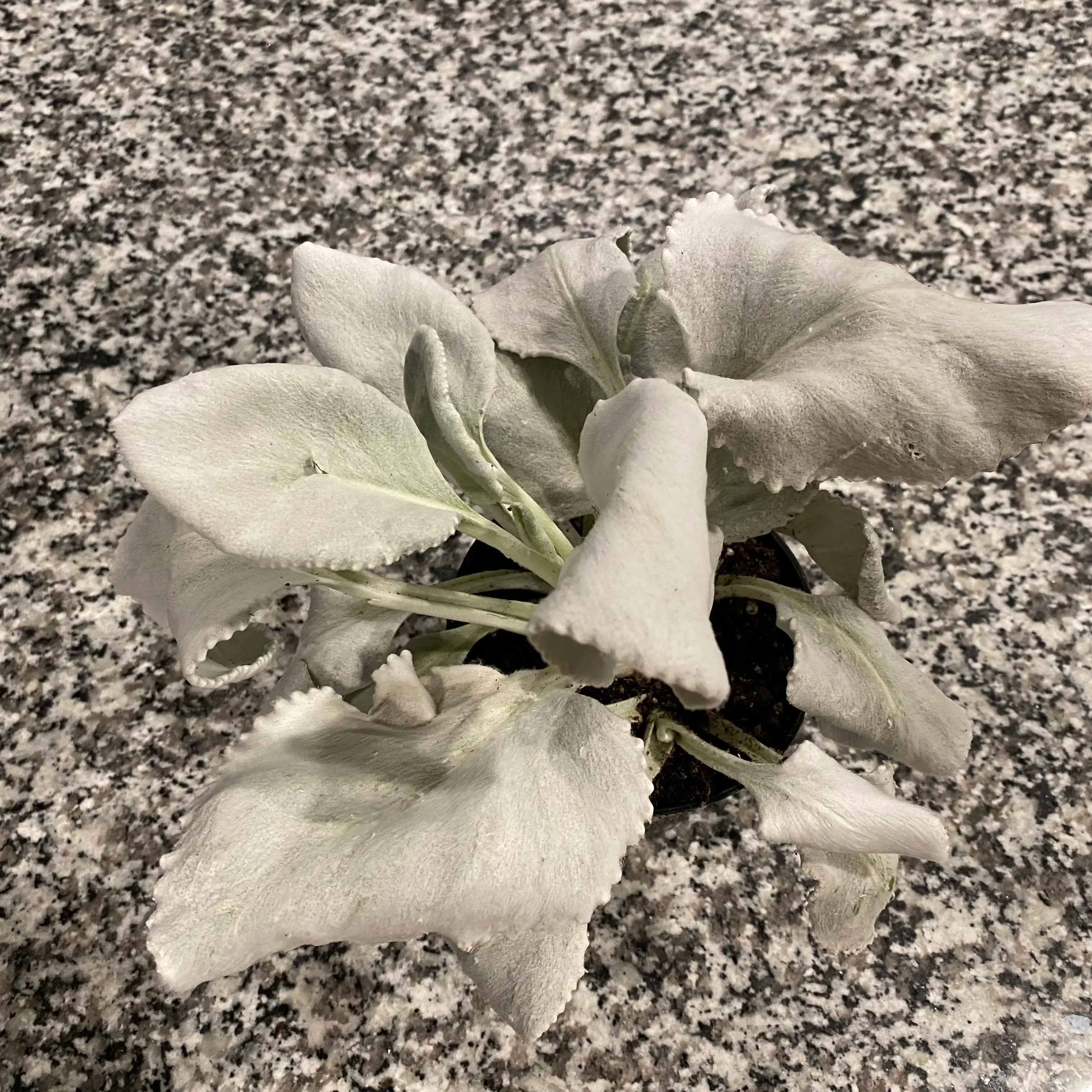 Angel Wings Senecio plant with large, white, velvety leaves showing signs of wilting and browning.