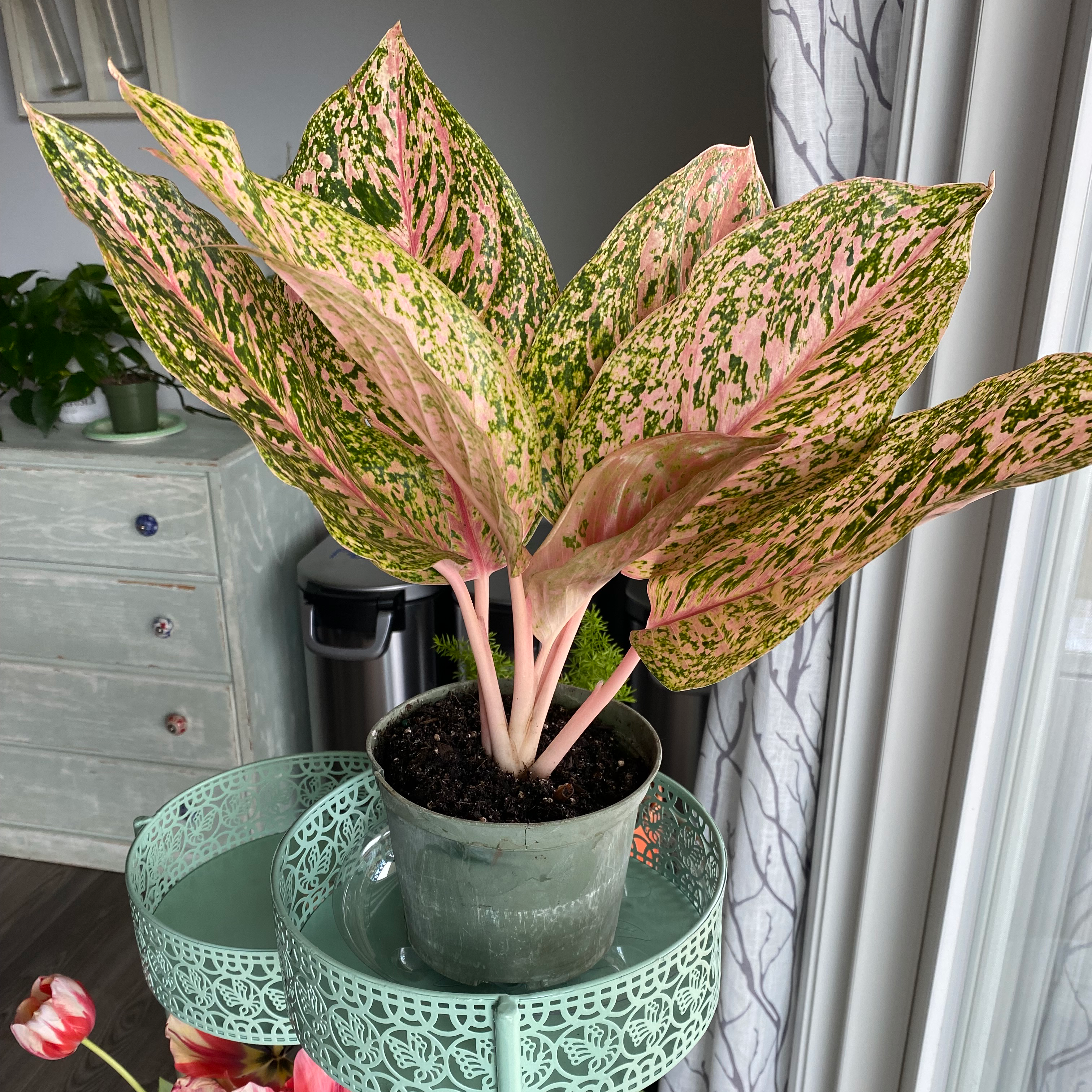 Potted Aglaonema 'Sparkling Sarah' with pink and green variegated leaves.