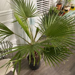 Mexican fan palm plant