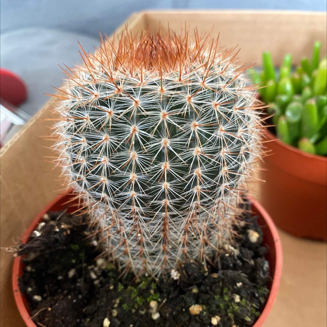 Parodia x erubescens cactus in a small pot with visible soil, another plant in the background.