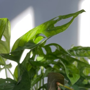Swiss Cheese Vine plant photo by @Mommy named Parm on Greg, the plant care app.