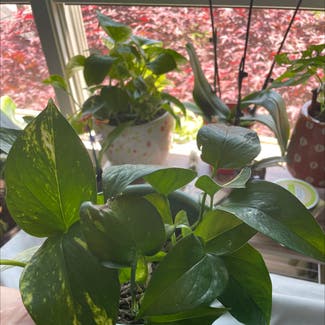 Golden Pothos plant in Orchard Park, New York