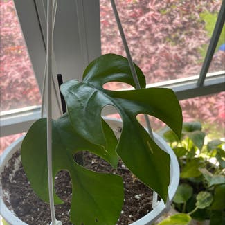 Mini Monstera plant in Orchard Park, New York
