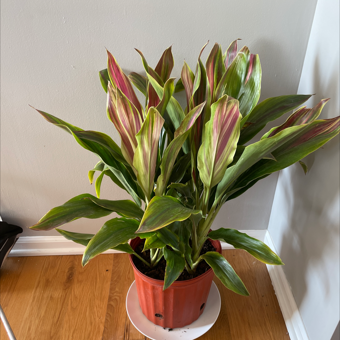 Photo of the plant species Ti plant by Lindsay named Pinky on Greg, the plant care app