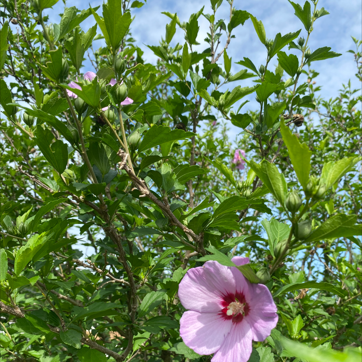 Korean Hibiscus plant with green leaves and a pink flower with a red center.