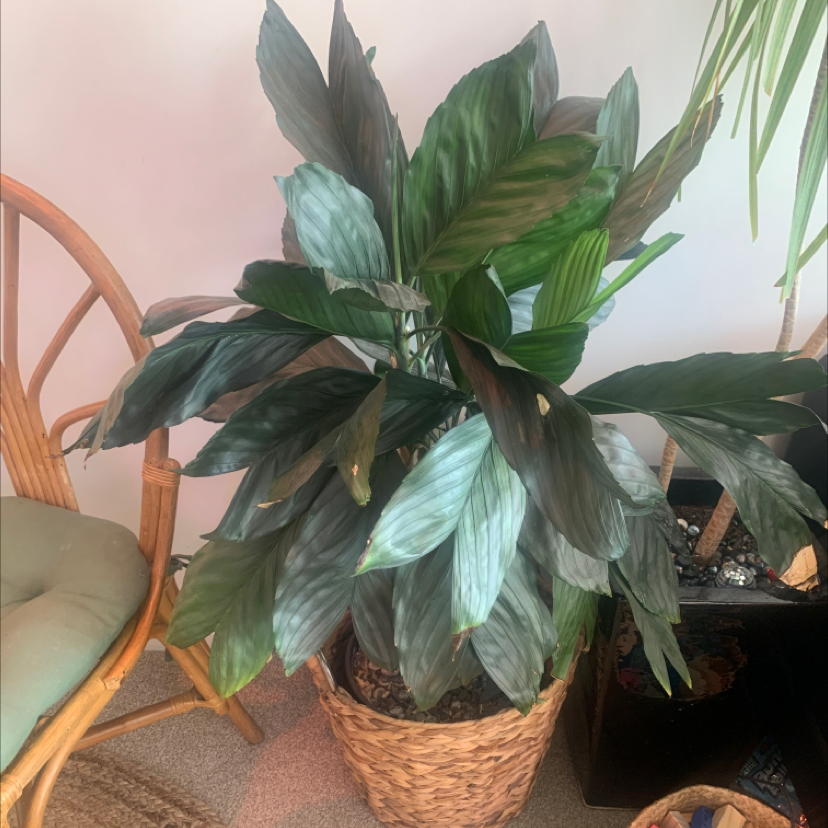 Photo of the plant species Never Never Plant by @TryKiekie named Your plant on Greg, the plant care app