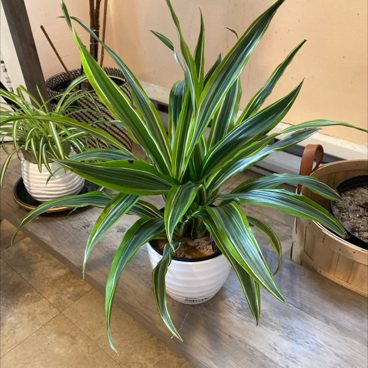 Dracaena 'Lemon Lime' plant in a white pot with vibrant green and yellow-striped leaves.