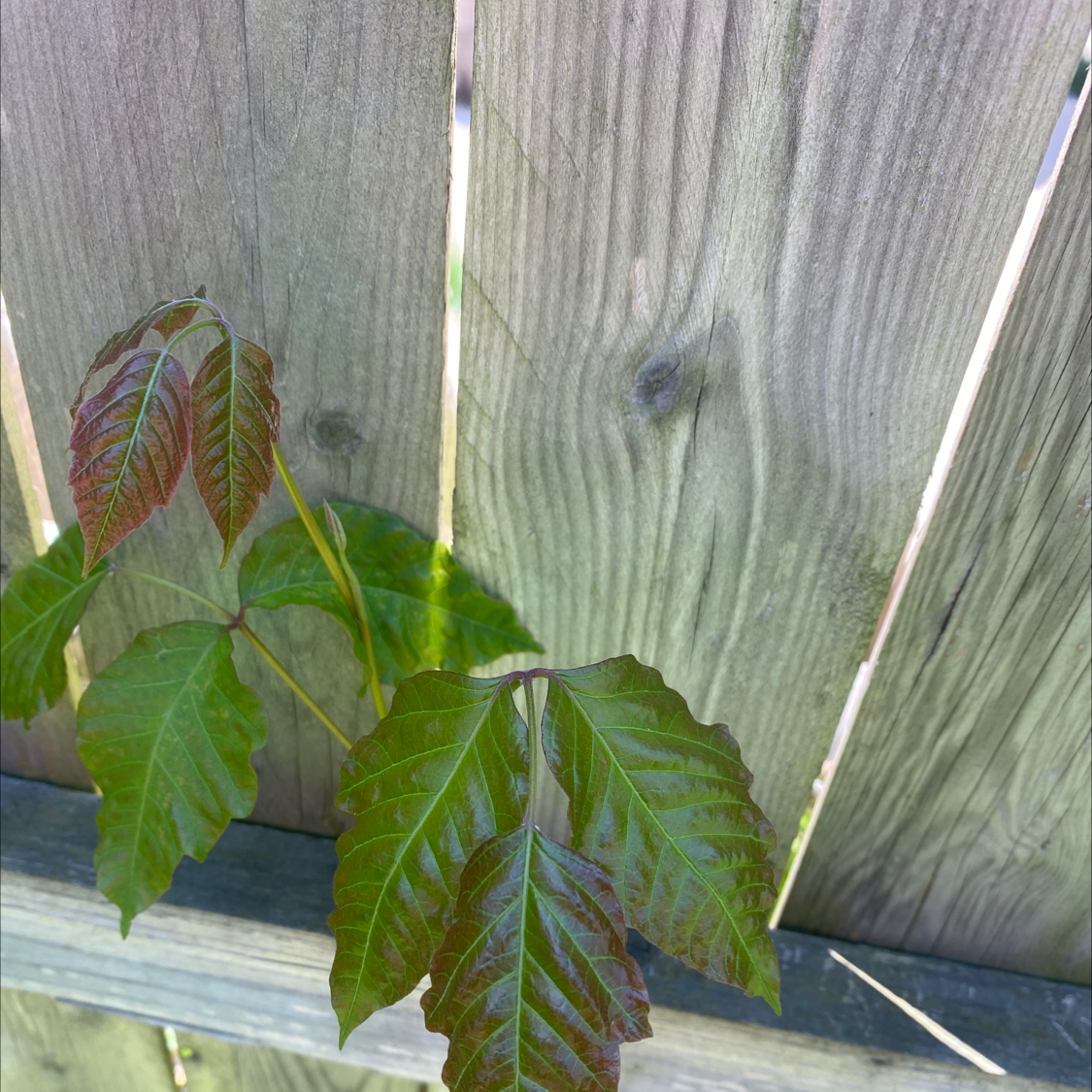 Poison Ivy plant with glossy, green trifoliate leaves against a wooden fence.