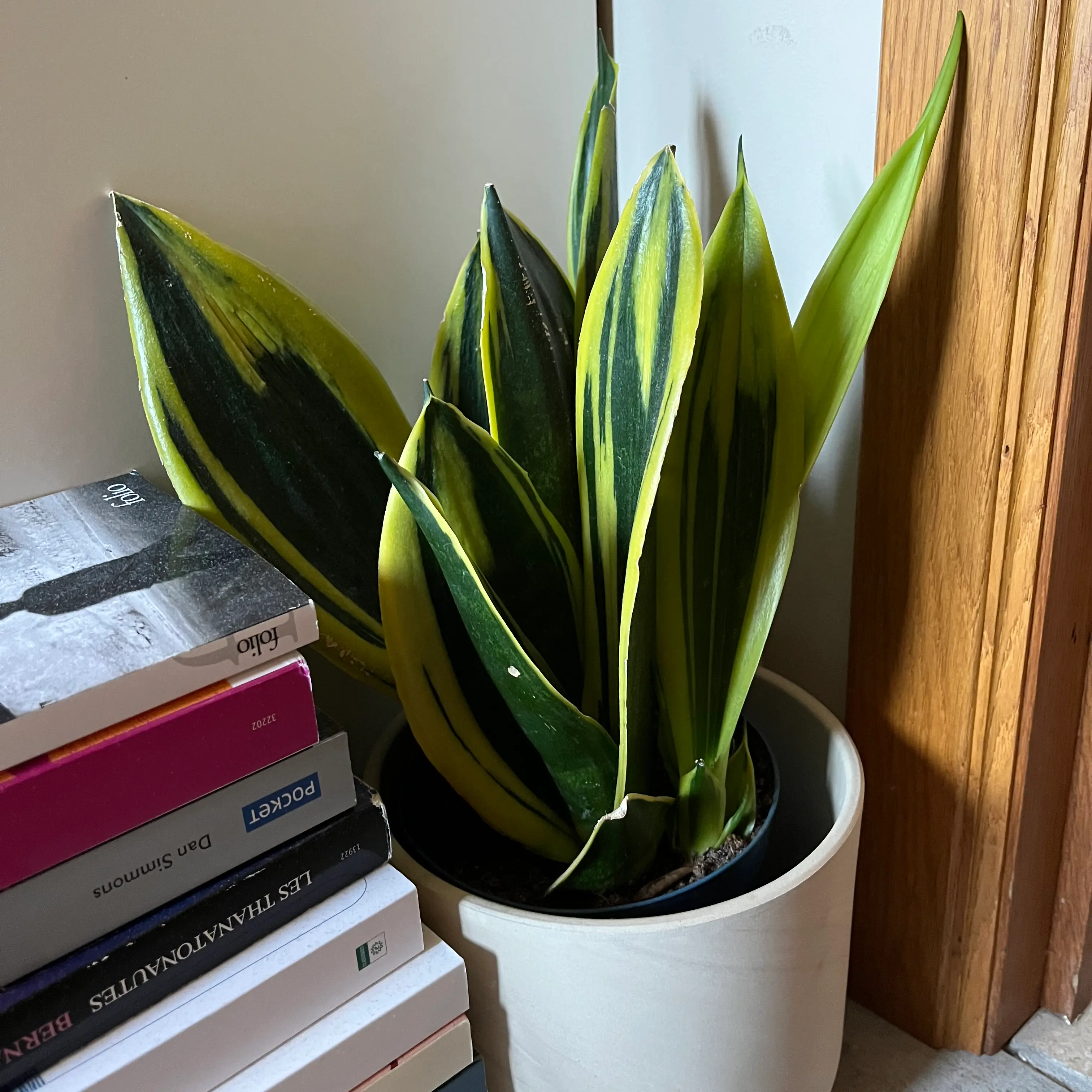 Snake Plant plant photo by @zuli named Hugette on Greg, the plant care app.