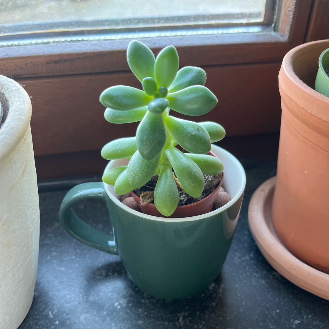 Miniature Echeveria plant in a small pot within a cup, placed on a windowsill.