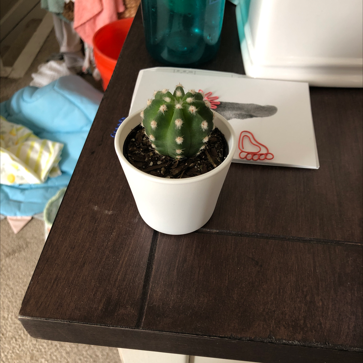 A healthy green hedgehog cactus in a white pot, presented by a human hand, with a red heart sticker on the pot.