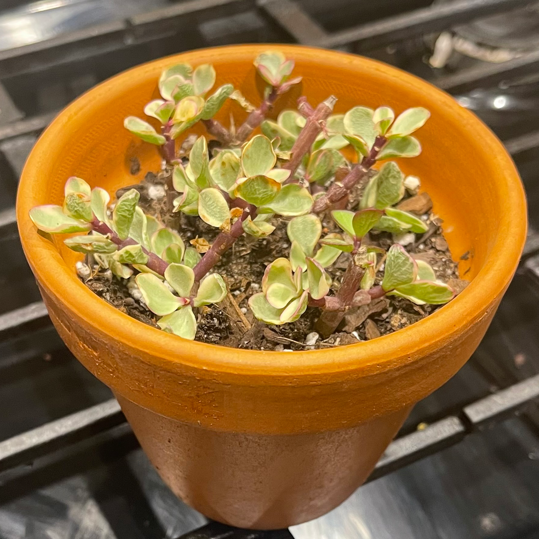 Elephant Bush plant photo by @0carter named Kylie on Greg, the plant care app.