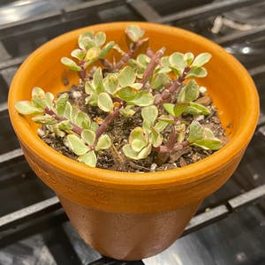 Portulacaria Afra plant photo by @0carter named Kylie on Greg, the plant care app.