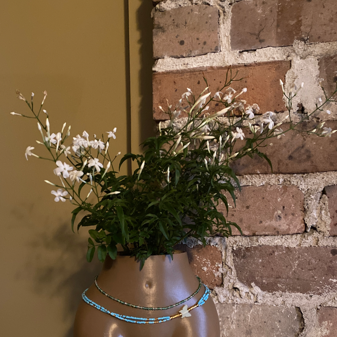 Pink Jasmine plant in a decorative vase with white flowers against a brick wall.